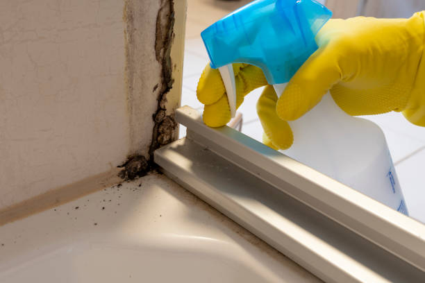 Best Certified Mold Removal  in Franklin, MI