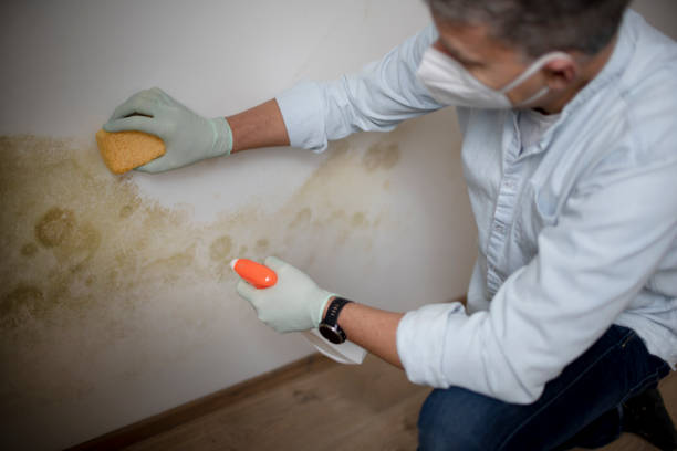 Best Same-Day Mold Removal  in Franklin, MI