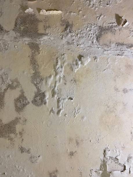 Best Professional Mold Removal  in Franklin, MI
