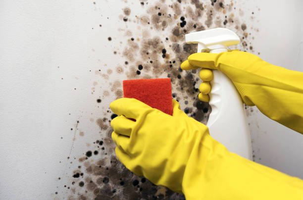 Best Toxic Mold Removal  in Franklin, MI