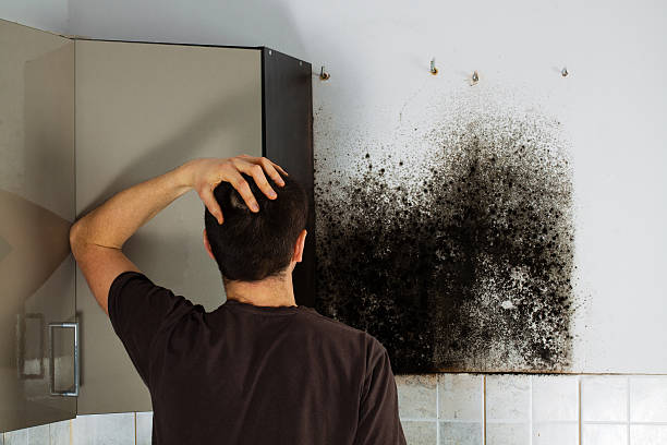 Best Black Mold Removal  in Franklin, MI
