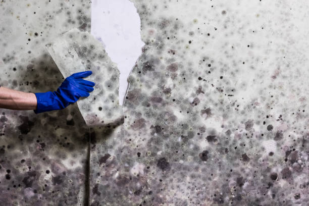 Best Mold Cleaning Services  in Franklin, MI