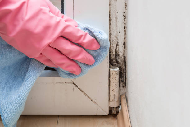 Best Mold Remediation Experts  in Franklin, MI