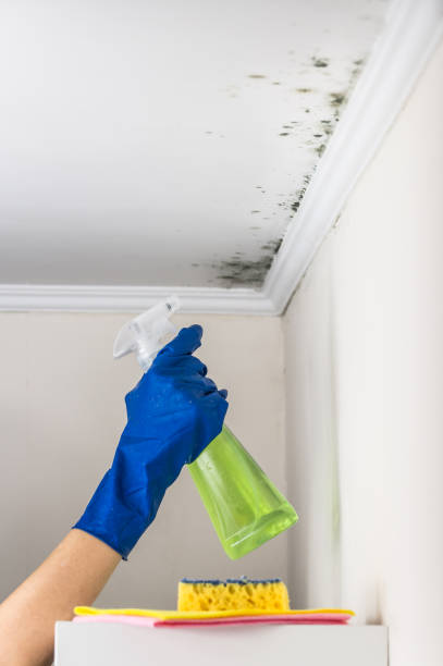 Reliable Franklin, MI Mold Removal Solutions