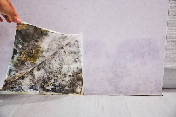 Best Local Mold Removal Service  in Franklin, MI